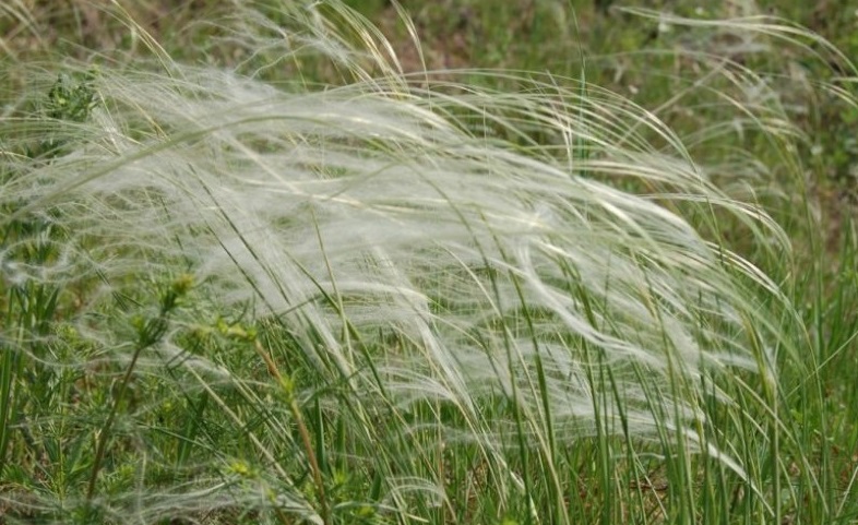 Как выглядит растение ковыль- краткое описание разновидностей и фото травы