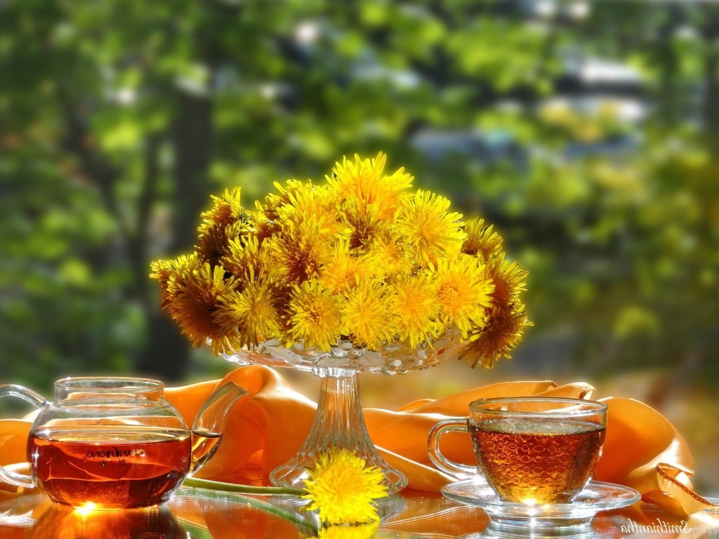 Чай одуванчик полезные свойства и противопоказания