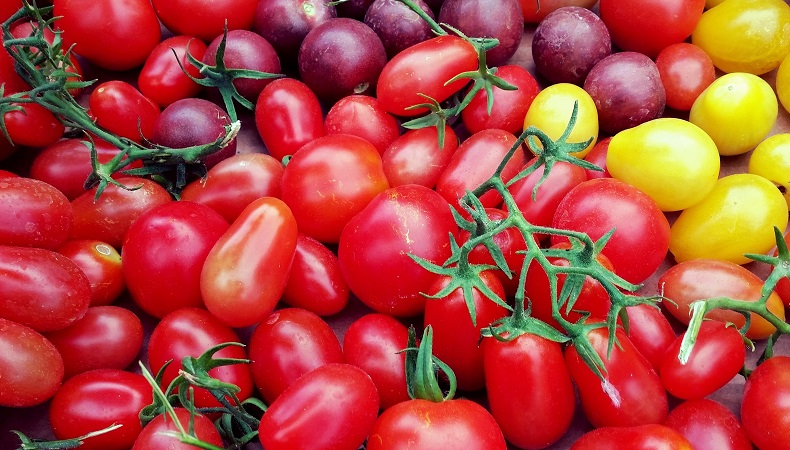 Полезные свойства помидоров, а также вред и противопоказания. Фото, видео.