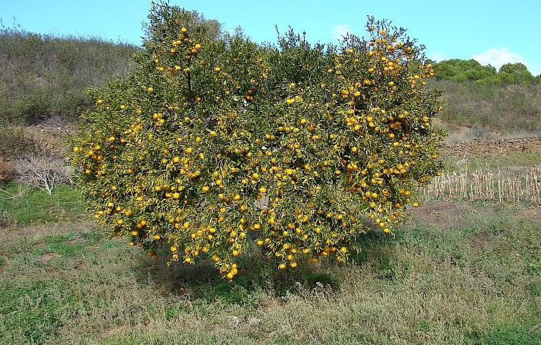 Мандариновое дерево