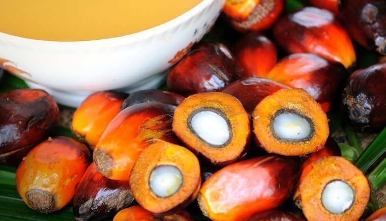 Из чего делают Пальмовое масло